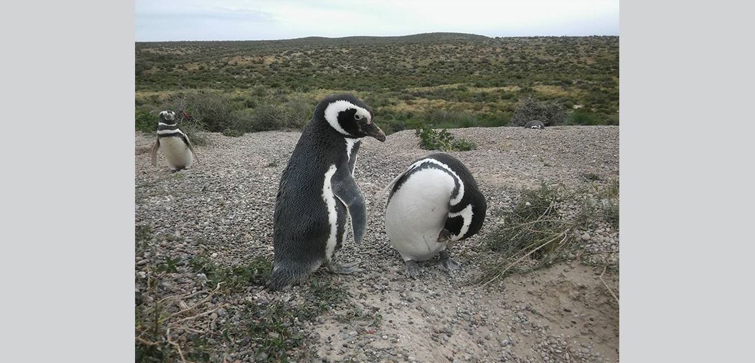 Viaje a Puerto Madryn - 7° grado 2019