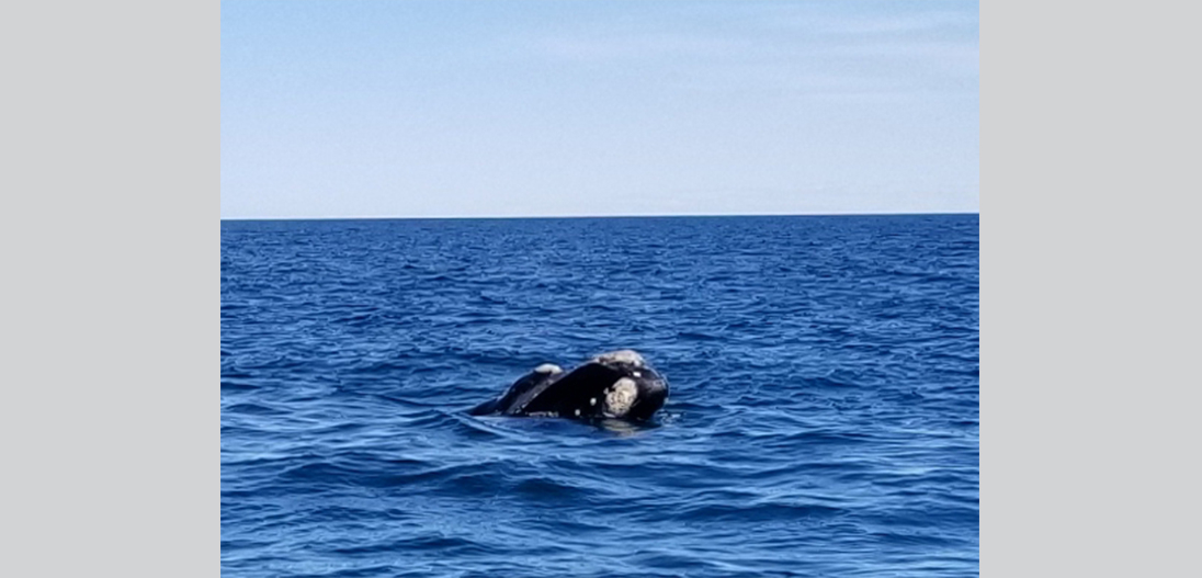 Viaje a Puerto Madryn - 7° grado 2019