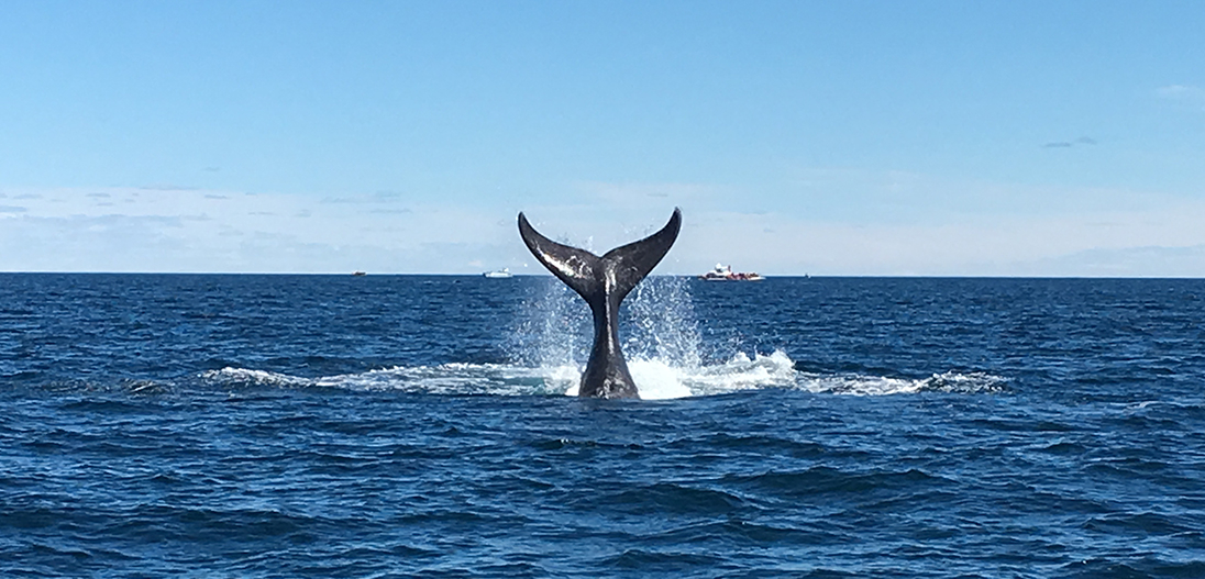 Viaje a Puerto Madryn - 7° grado 2019